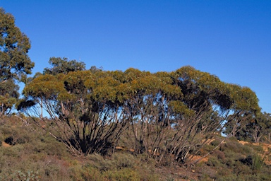 APII jpeg image of Eucalyptus latens  © contact APII