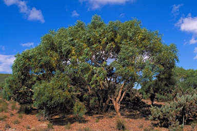 APII jpeg image of Eucalyptus x lateritica  © contact APII