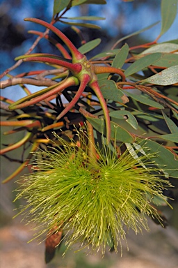 APII jpeg image of Eucalyptus lehmannii subsp. lehmannii  © contact APII