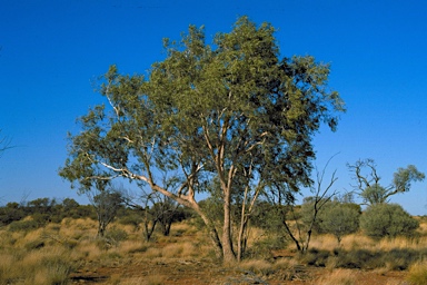 APII jpeg image of Corymbia lenziana  © contact APII