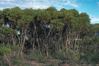 APII jpeg image of Eucalyptus leprophloia  © contact APII