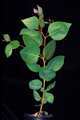 APII jpeg image of Eucalyptus leprophloia  © contact APII