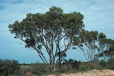 APII jpeg image of Eucalyptus leptocalyx  © contact APII