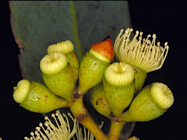 APII jpeg image of Eucalyptus leptocalyx  © contact APII