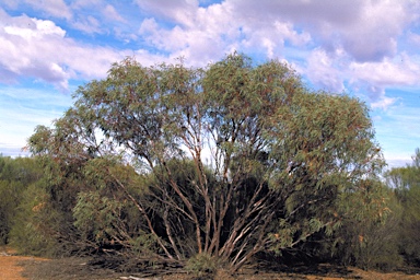 APII jpeg image of Eucalyptus leptopoda subsp. leptopoda  © contact APII