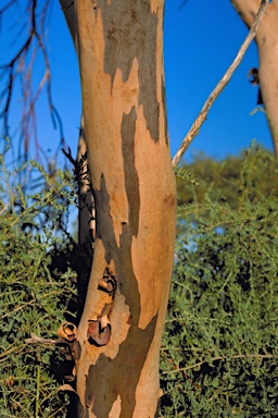APII jpeg image of Eucalyptus leptopoda subsp. arctata  © contact APII