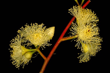 APII jpeg image of Eucalyptus leptopoda subsp. arctata  © contact APII