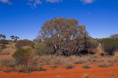 APII jpeg image of Eucalyptus leptopoda subsp. elevata  © contact APII