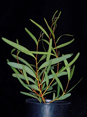 APII jpeg image of Eucalyptus leptopoda subsp. elevata  © contact APII