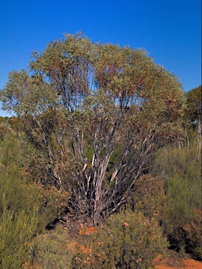 APII jpeg image of Eucalyptus leptopoda subsp. subluta  © contact APII