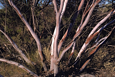 APII jpeg image of Eucalyptus leptopoda subsp. subluta  © contact APII