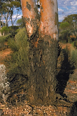 APII jpeg image of Eucalyptus lesouefii  © contact APII