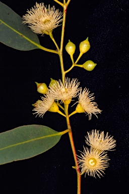 APII jpeg image of Eucalyptus leucoxylon subsp. leucoxylon  © contact APII