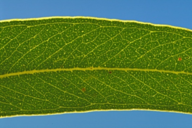 APII jpeg image of Eucalyptus ligulata  © contact APII