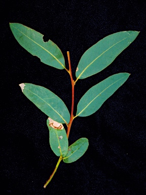 APII jpeg image of Eucalyptus ligulata subsp. ligulata  © contact APII