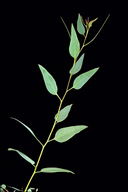 APII jpeg image of Eucalyptus litorea  © contact APII