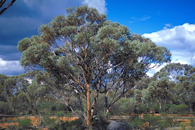 APII jpeg image of Eucalyptus livida  © contact APII