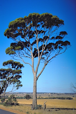 APII jpeg image of Eucalyptus longicornis  © contact APII