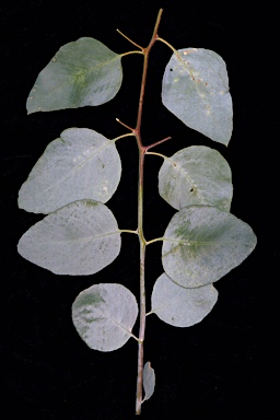 APII jpeg image of Eucalyptus loxophleba subsp. loxophleba  © contact APII