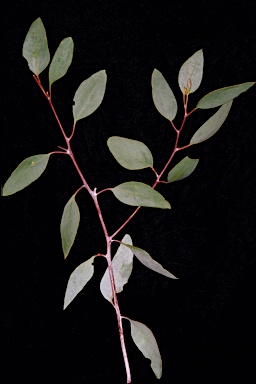 APII jpeg image of Eucalyptus loxophleba subsp. gratiae  © contact APII