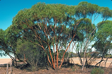 APII jpeg image of Eucalyptus loxophleba subsp. lissophloia  © contact APII