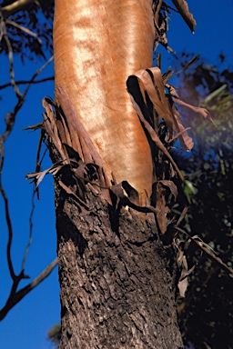 APII jpeg image of Eucalyptus loxophleba subsp. supralaevis  © contact APII