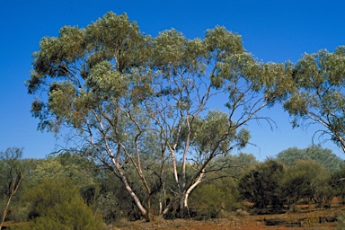 APII jpeg image of Eucalyptus lucasii  © contact APII