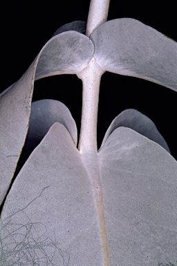 APII jpeg image of Eucalyptus macrocarpa subsp. macrocarpa  © contact APII