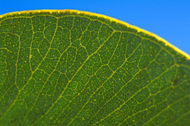 APII jpeg image of Eucalyptus macrocarpa subsp. elachantha  © contact APII