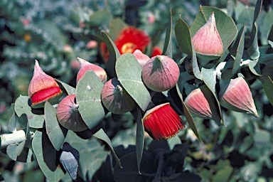 APII jpeg image of Eucalyptus macrocarpa subsp. elachantha  © contact APII