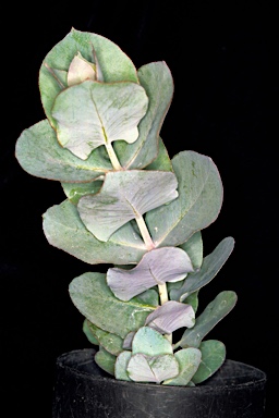 APII jpeg image of Eucalyptus macrocarpa subsp. elachantha  © contact APII