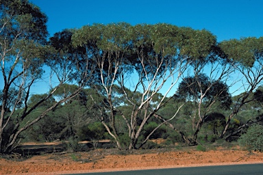 APII jpeg image of Eucalyptus mannensis subsp. vespertina  © contact APII