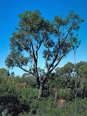 APII jpeg image of Eucalyptus marginata subsp. marginata  © contact APII