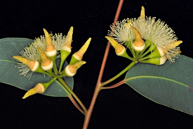 APII jpeg image of Eucalyptus marginata subsp. marginata  © contact APII