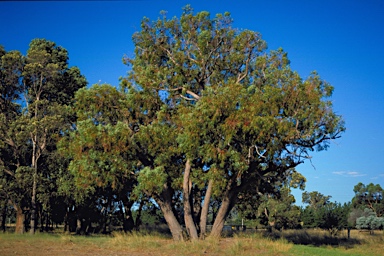 APII jpeg image of Eucalyptus marginata subsp. marginata  © contact APII