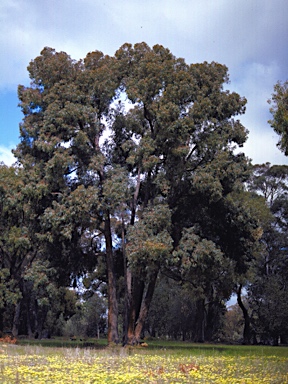 APII jpeg image of Eucalyptus marginata subsp. thalassica  © contact APII