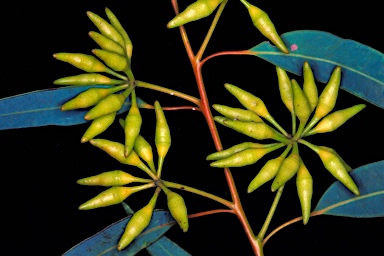 APII jpeg image of Eucalyptus marginata subsp. thalassica  © contact APII