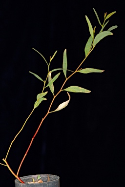 APII jpeg image of Eucalyptus hebetifolia  © contact APII