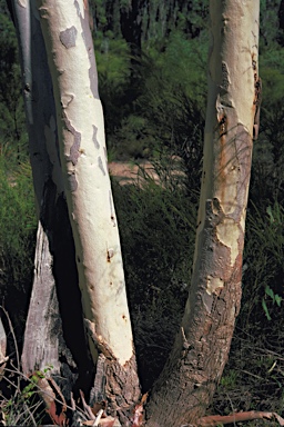 APII jpeg image of Eucalyptus megacarpa  © contact APII