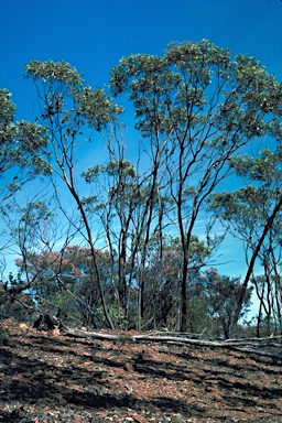 APII jpeg image of Eucalyptus megacornuta  © contact APII