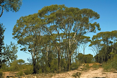APII jpeg image of Eucalyptus melanophitra  © contact APII
