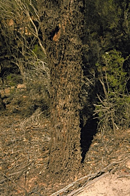 APII jpeg image of Eucalyptus melanophitra  © contact APII