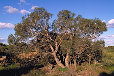 APII jpeg image of Eucalyptus merrickiae  © contact APII