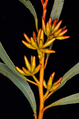 APII jpeg image of Eucalyptus microschema  © contact APII