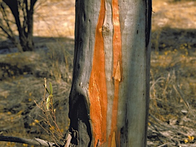 APII jpeg image of Eucalyptus mimica  © contact APII