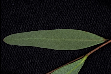 APII jpeg image of Eucalyptus misella  © contact APII