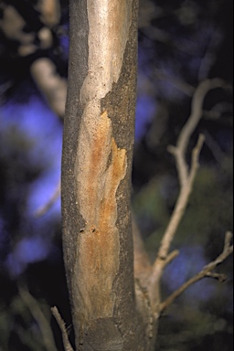 APII jpeg image of Eucalyptus x missilis  © contact APII