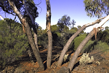 APII jpeg image of Eucalyptus moderata  © contact APII