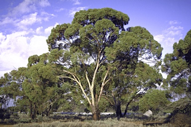 APII jpeg image of Eucalyptus myriadena subsp. myriadena  © contact APII
