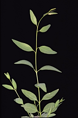 APII jpeg image of Eucalyptus myriadena subsp. myriadena  © contact APII